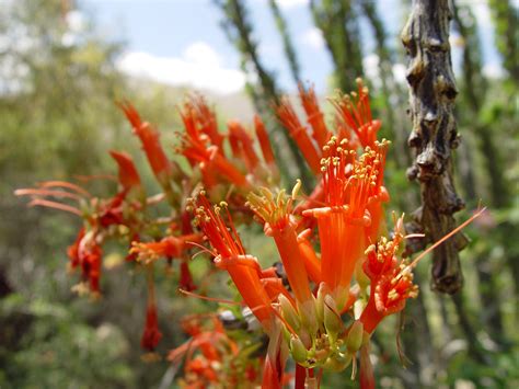 21+ Desert Plants That Flower - NursimaJade