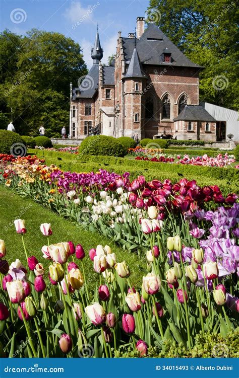 Tulips In Belgium Stock Photos - Image: 34015493