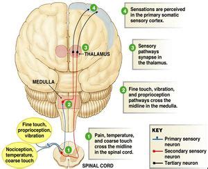 Parietal Lobe - Physiopedia