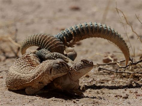 Thar ecology is facing great threats, finds a fresh book on Rajasthan ...