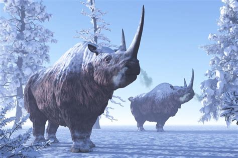 Woolly Rhino Facts: Profile, Adaptation, Extinction, Evolution - Rhino Rest