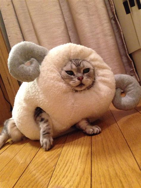 Pet owner celebrates the Year of the Sheep by inserting their cat into ...