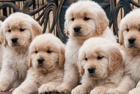 Chó Golden Retriever giá bao nhiêu? Đặc điểm và cách huấn luyện chó ...