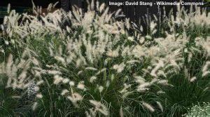 15 Types of Desert Grass For Your Landscape (Pictures) - Identification ...