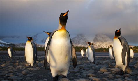 King Penguin - Facts, Diet & Habitat Information