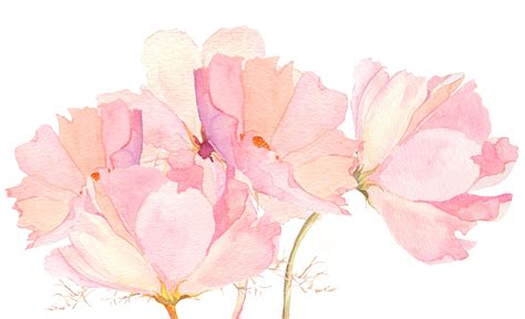 🔥 [40+] Watercolor Peony Wallpapers | WallpaperSafari