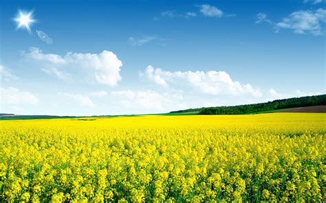 Canola Wallpapers - Top Free Canola Backgrounds - WallpaperAccess