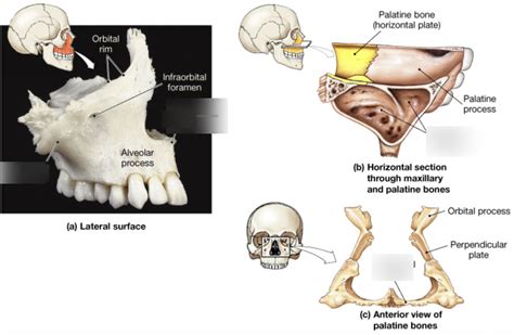 Palatine bone Diagram | Quizlet