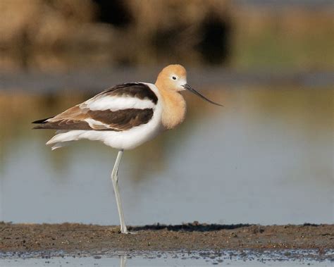 American Avocet | Beautiful Bird Facts & Pictures | The Wildlife