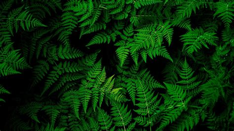 Green Plants Wallpapers - Wallpaper Cave