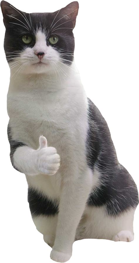 Cat Crying Thumbs Up Meme / What is the meme generator?