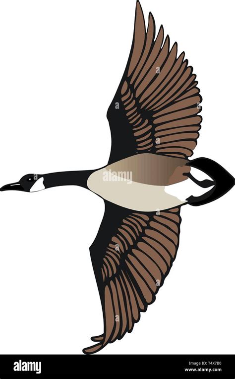 Canadian Goose Flying Vector Illustration Stock Vector Image & Art - Alamy