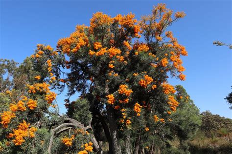 Orange Flowering Plants Australia / Clivia Plant With Orange Flowers In ...