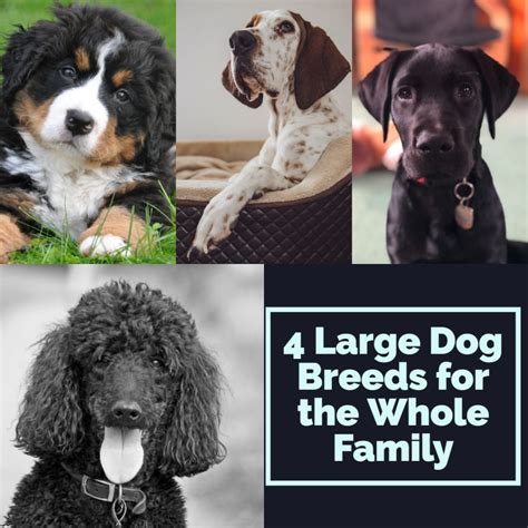 4 Large Dog Breeds for the Whole Family - Dad of Divas