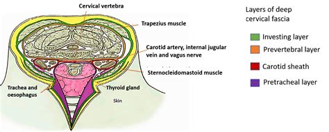 Deep Cervical Fascia - Preverterbral, Pretracheal Layers and Carotid ...