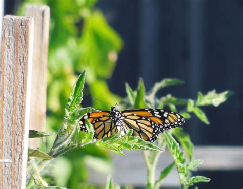 Creating a Monarch Butterfly Habitat