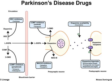 Parkinsons And Dopamine — related stories