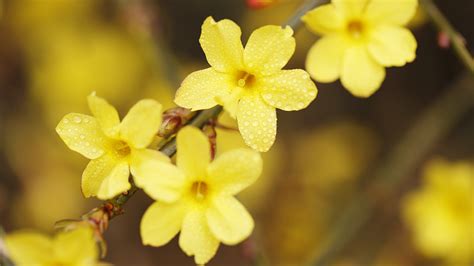 Winter jasmine: Elegant Chinese flower welcomes the coming of spring - CGTN