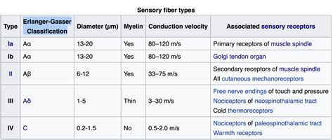 Sensory Nerve Fibers