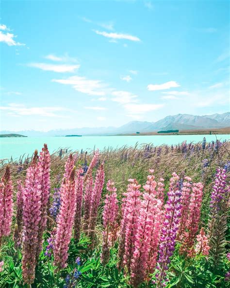 Lake Tekapo Lupins - where to find lupins in NZ! - 24 Hours Layover