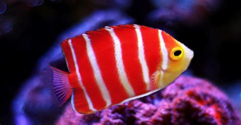 Top 11 Types of Rare Fish - A-Z Animals