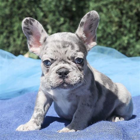 Mini french bulldog for sale/Teacup french bulldog puppies for sale