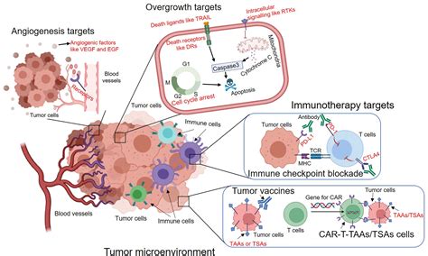 Frontiers | Evolution of Molecular Targeted Cancer Therapy: Mechanisms ...