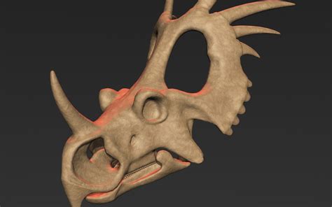 Styracosaurus skull model - TurboSquid 1228850