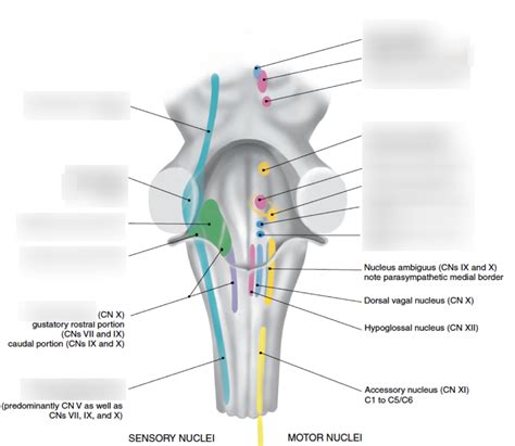 Brainstem nuclei Diagram | Quizlet