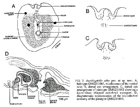 WoRMS - World Register of Marine Species