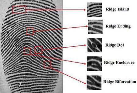 Minutiae Based Extraction in Fingerprint Recognition