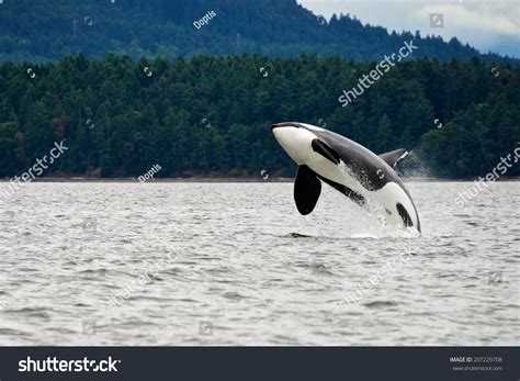 Killer Whale Breaching Near Canadian Coast Stock Photo 207229708 ...