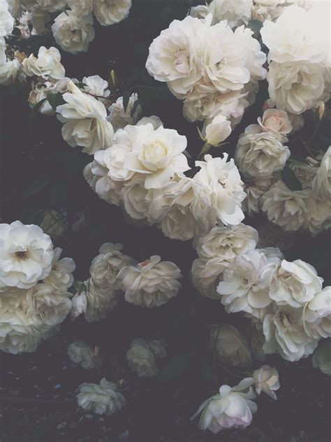 White Flower Aesthetic Wallpapers - Wallpaper Cave