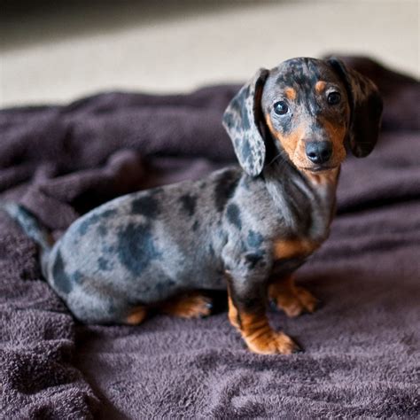 Apple | Dachshund puppy miniature, Dapple dachshund, Dachshund pets