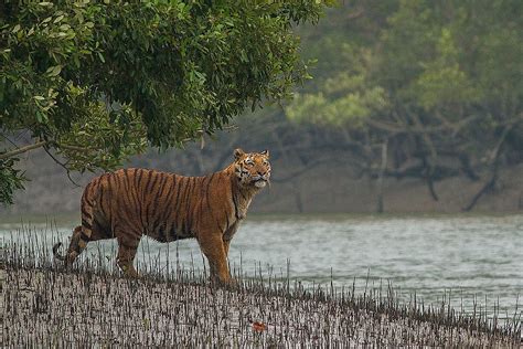 Fascinating Animals That Live In Mangrove Forests - WorldAtlas