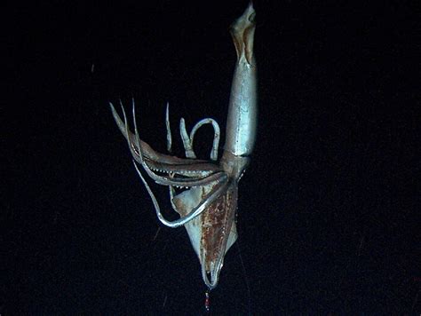 First Stills of the Giant Squid | Deep Sea News