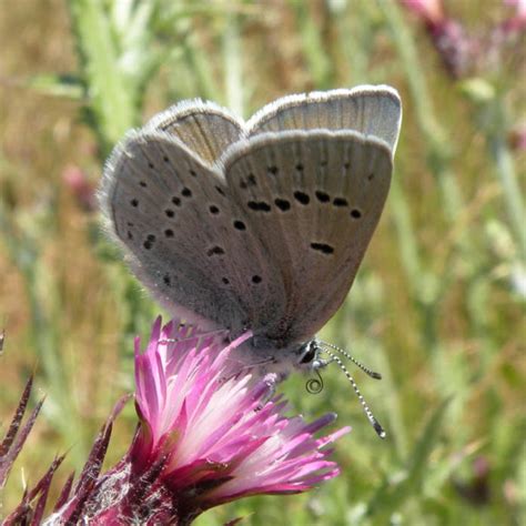 Public Domain Picture | Mission Blue Butterfly (endangered) | ID ...