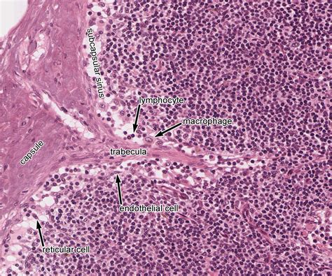 Lymphatic System | histology