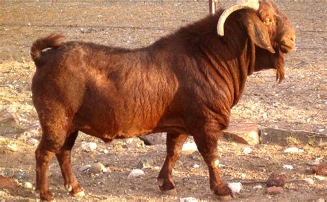 Kalahari Red Goats Farming In Nigeria - All You Should Know Before Starting - Agriculture - Nigeria