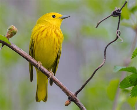 Yellow Warbler | Audubon Field Guide