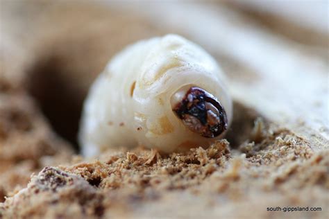 witchetty-grubs-9 | South Gippsland - Victoria - Australia