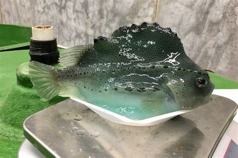 Lumpfish - Center for Cooperative Aquaculture Research - University of ...