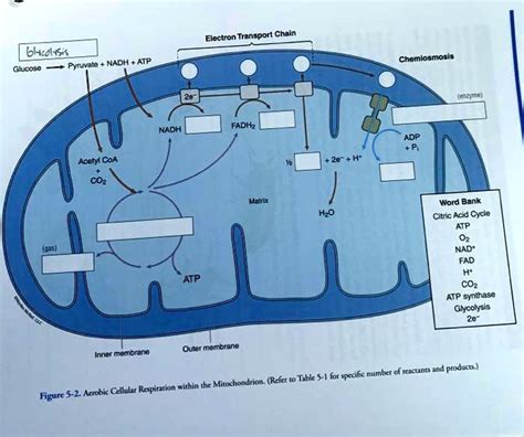 SOLVED: Electron Transport Chain 6l-udssis Pyruvate NADH ATP Glucose ...