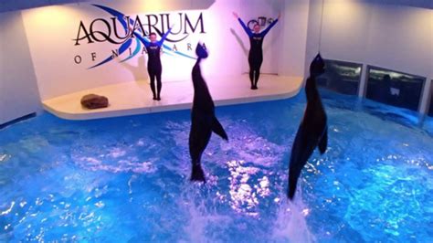 Aquarium of Niagara brings back $7.16 admission for Presidents' Day weekend