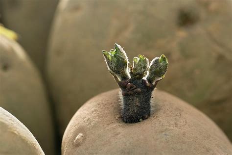 Seed Potatoes Chitting Photograph by Geoff Kidd/science Photo Library ...