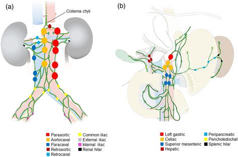 Superior Mesenteric Lymph Nodes