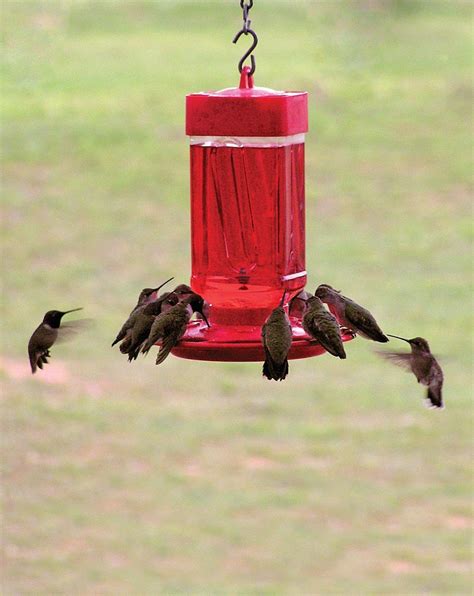 Buy 32-ounce Hummingbird Feeder Online With Canadian Pricing - Urban ...