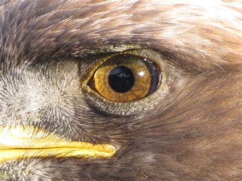 File:Golden Eagle eye.jpg - Wikipedia