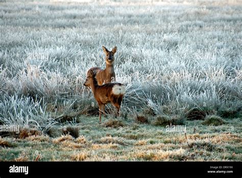 Roe Deer with fawn Stock Photo - Alamy