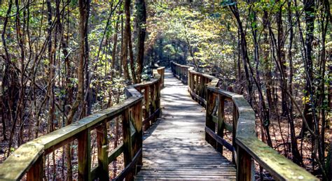 Congaree National Park | Visit The USA